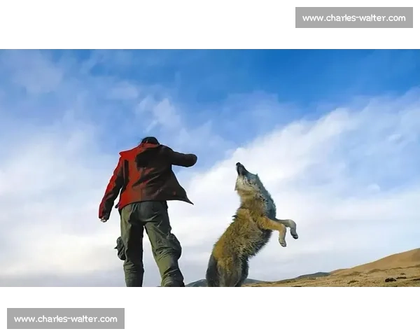 草原生死对决斑马与狼的速度智慧力量终极较量野性本能生存法则揭秘